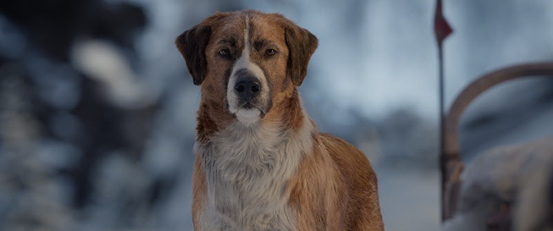 Buck ist der Star der Neuinterpretation des Jack London Klassikers.
