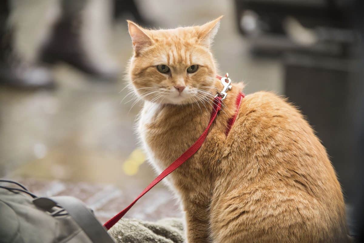 Der berühmteste Kater der Welt: Bob