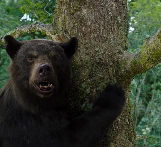Ein Schwarzbär auf einem Baum