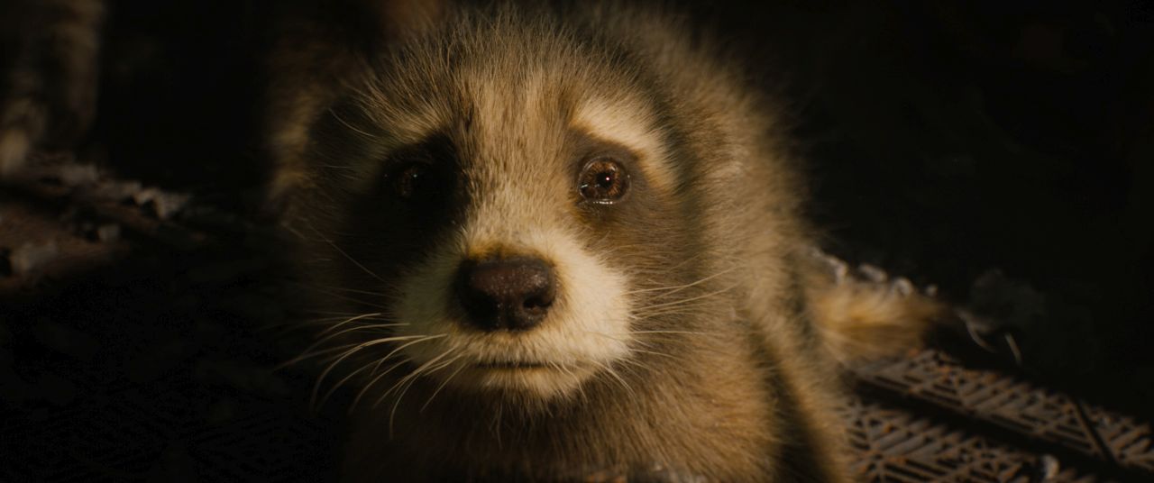 Baby Rocket ( Bradley Cooper) in Marvel Studios' Guardians of the Galaxy Vol. 3