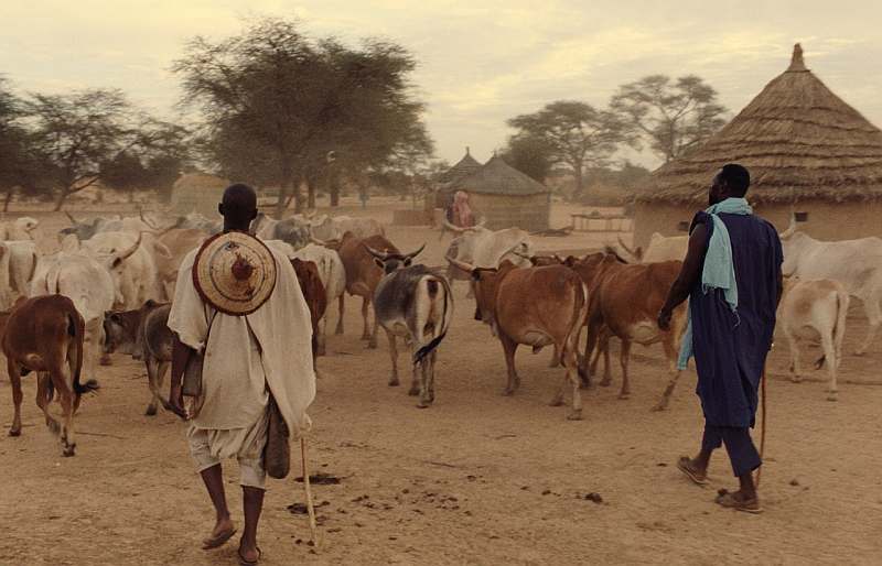 Der Hirte Bakary (Omar Sy) mit seinem Sohn Thierno ( Allassane Diong) bei ihrer Arbeit in einem senegalesischen Dorf.