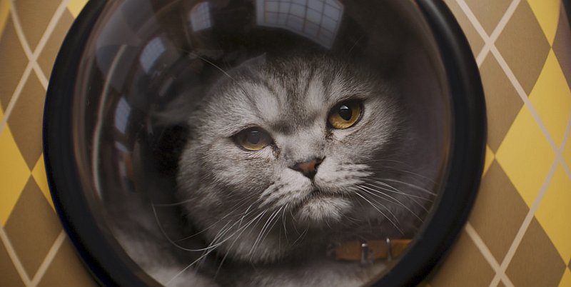 Alfie, die Katze in ARGYLLE